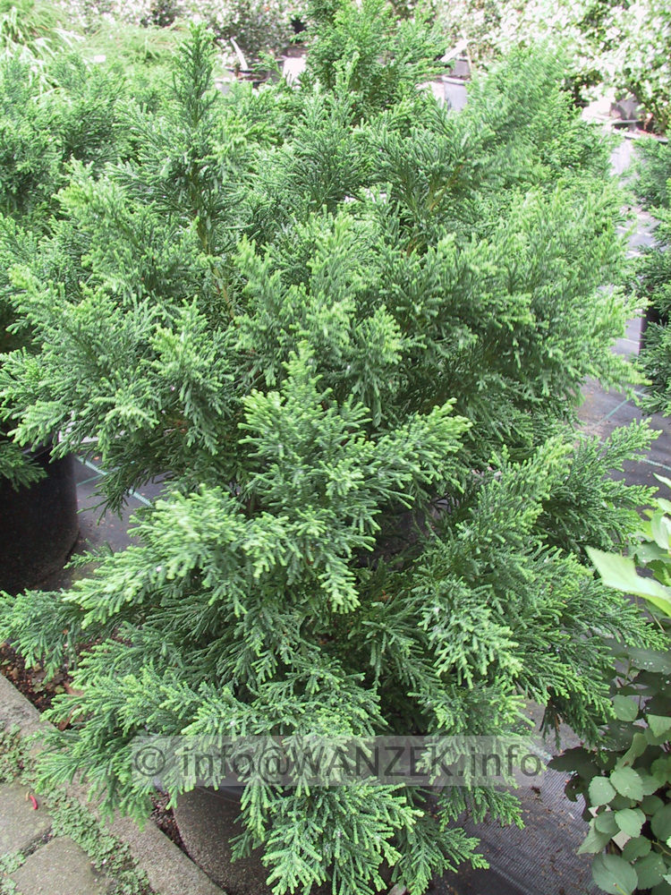 Chamaecyparis obtusa Draht.JPG